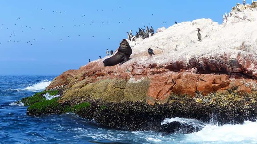 Ballestas Islands & Paracas National Reserve from Paracas - Who should book this from Paracas (and who should skip it)