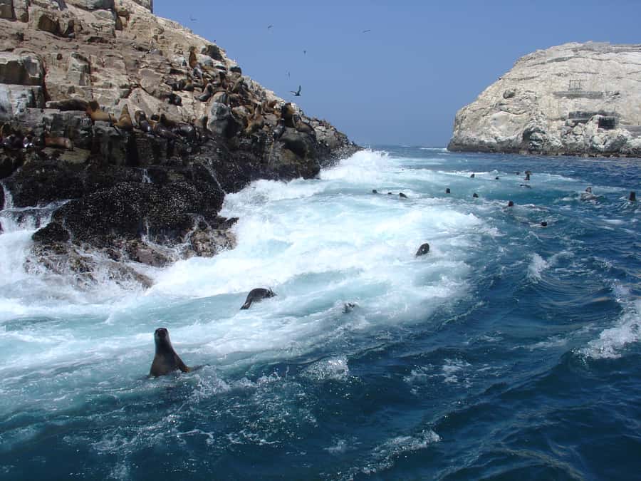 Callao: Swimming with Sea Lions Palomino Islands Boat Tour - Palomino Island at 11:30: neoprene suits, lifevests, and the sea lion swim
