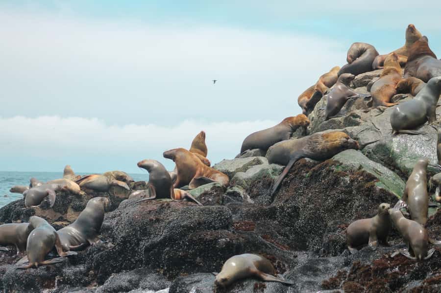 Callao: Swimming with Sea Lions Palomino Islands Boat Tour - Bird spotting bonus: Humboldt penguins and other seabirds on the route