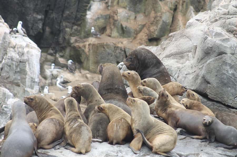Callao: Swimming with Sea Lions Palomino Islands Boat Tour - Guides and safety: how the crew keeps things fun and controlled