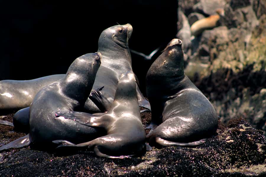Callao: Swimming with Sea Lions Palomino Islands Boat Tour - Price and value: does $76 make sense for 2.5 hours?