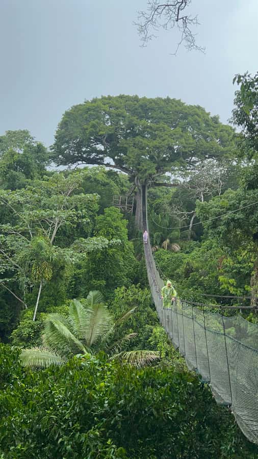 Canopy Tower, Zipline, Kayak, and Monkey Island … - Key highlights worth your attention