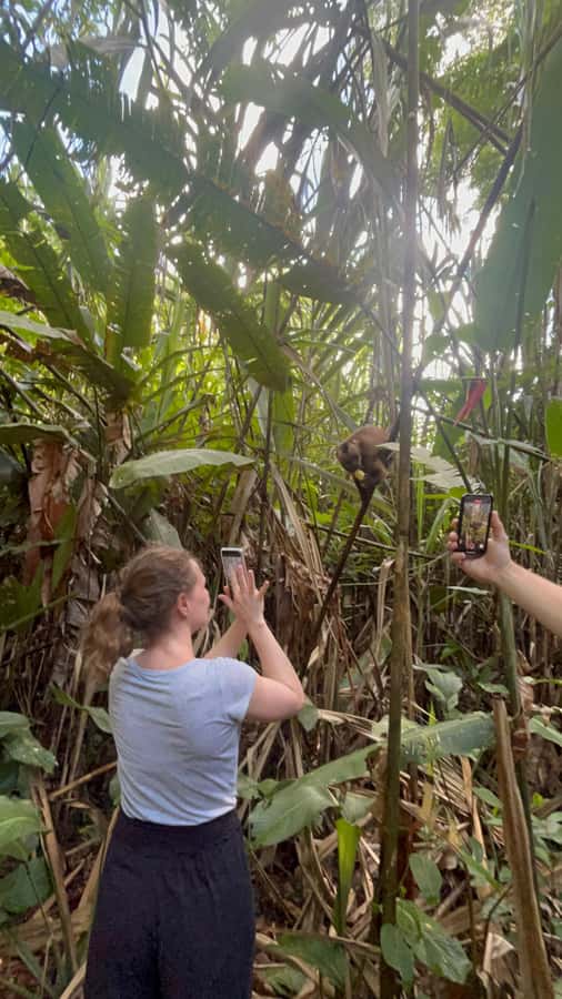 Canopy Tower, Zipline, Kayak, and Monkey Island … - The Canopy Bridge and Zipline Setup: Harnesses, Safety Talk, and Two Rides