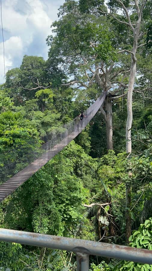 Canopy Tower, Zipline, Kayak, and Monkey Island … - Canopy Tower: 200 Meters to a 35-Meter Viewpoint