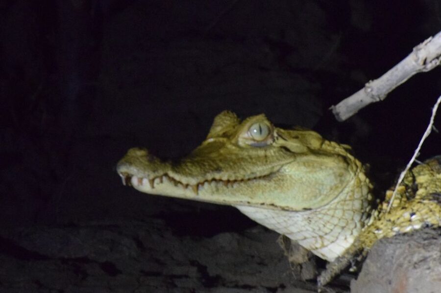 Capibara and caiman search on the Tambopata river - Should you book this capibara and caiman search on the Tambopata?