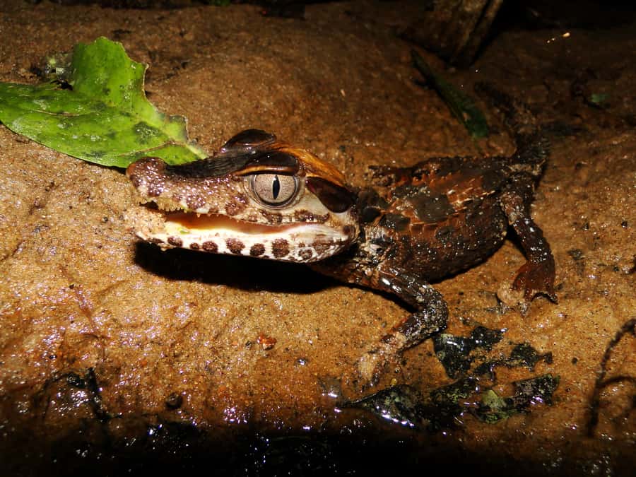 Capibara and caiman search on the Tambopata river - Dry-season bonus: jungle beach walking and turtle nests