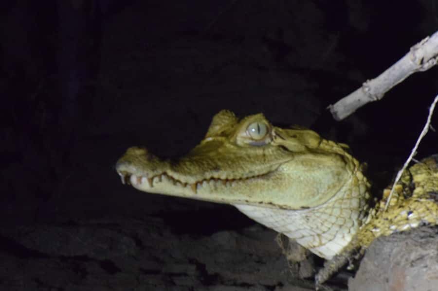 Capibara and caiman search on the Tambopata river - The on-and-off rhythm: town walk, reserve photo time, then back to your hotel