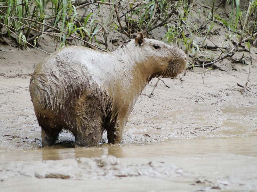 Capibara and caiman search on the Tambopata river - Who should book this tour, and who should skip it