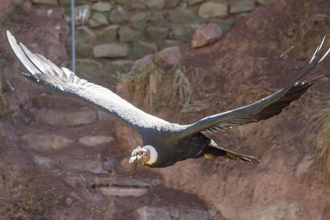Cochahuasi Animal Sanctuary® Admission Ticket - Quick hits before you go