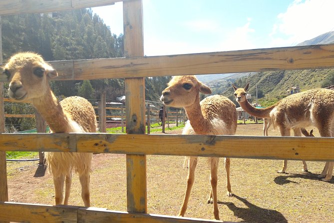 Cochahuasi Animal Sanctuary® Admission Ticket - What Cochahuasi is doing for Andean wildlife