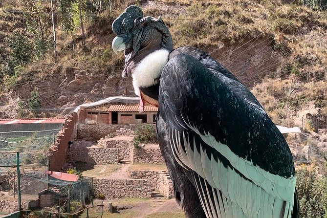 Cochahuasi Animal Sanctuary® Admission Ticket - Animals in rehab, cages, and the question of expectations