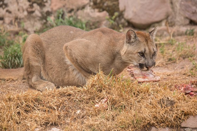 Cochahuasi Animal Sanctuary® Admission Ticket - What to bring, and what to skip
