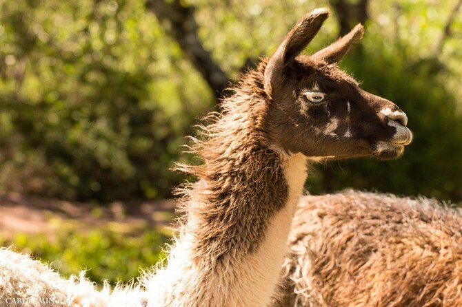 Cochahuasi Animal Sanctuary® Admission Ticket - The visit flow: how your guided walk actually plays out