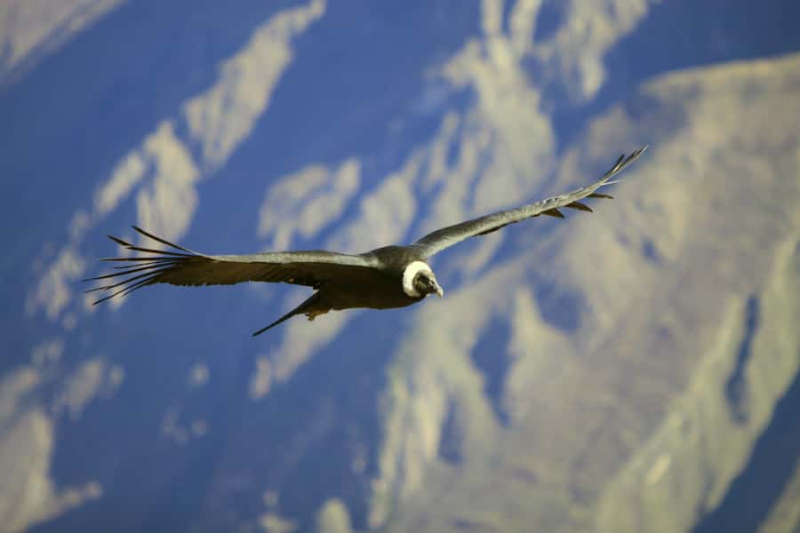 Colca Canyon: 2-Day Tour from Arequipa to Puno - The first Altitude Reality Check: 4,800 meters and why it matters
