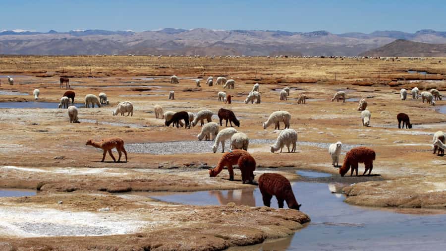 Colca Canyon: 2-Day Tour from Arequipa to Puno - Price and what you should budget beyond the tour