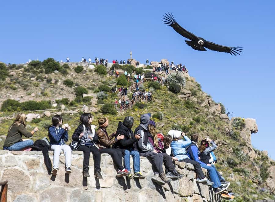 Colca Canyon: 2-Day Tour from Arequipa to Puno - Pampa Cañahuas Reserve: wildlife watching that actually feels close