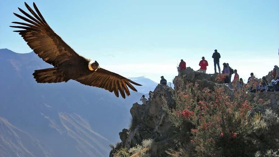 Colca Canyon Day Trip: From Arequipa to Puno - Town stops, colonial churches, and small cultural moments