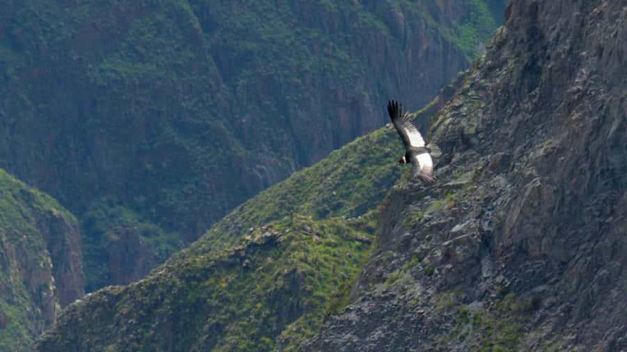 COLCA CANYON FULL DAY TOURS - Yanque hot springs (Chacapi) are your built-in reset