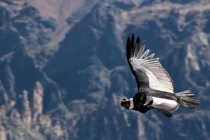 Colca Canyon Plus - Hotel, Group Size, and Why Organization Matters at Altitude