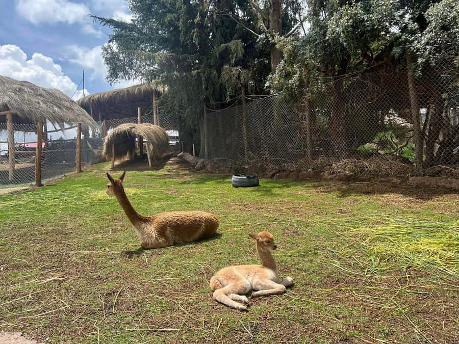 Cusco: Alpaca and Llama Farm Tour w/ Transfer & Weaving Demo - Key highlights worth your time