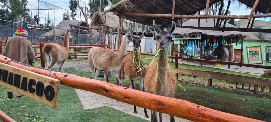 Cusco: Alpaca and Llama Farm Tour w/ Transfer & Weaving Demo - From Cusco pickup to the farm, about 20 minutes each way