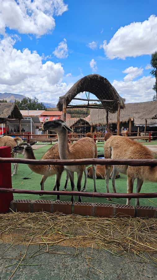 Cusco: Alpaca and Llama Farm Tour w/ Transfer & Weaving Demo - How the guide shapes the whole experience (and who you might get)
