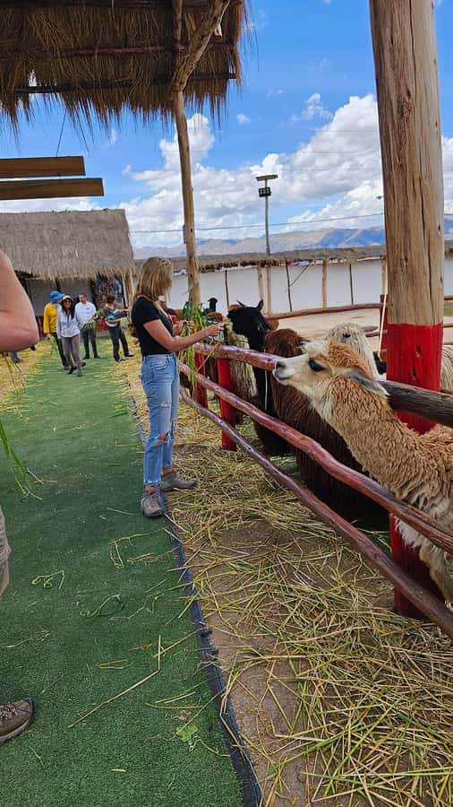 Cusco: Alpaca and Llama Farm Tour w/ Transfer & Weaving Demo - Who should book this Cusco alpaca and llama farm tour