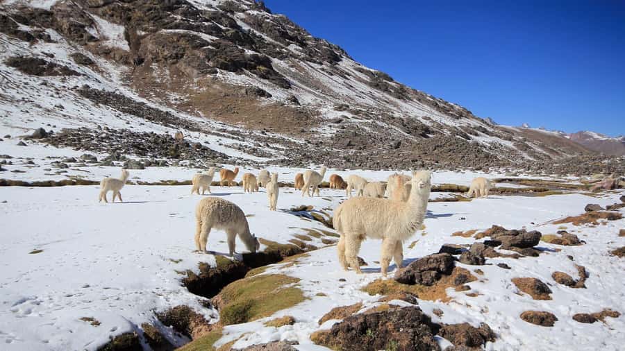 Cusco: Ausangate Tour Seven Lagoons + meals - Lunch, Hot Springs, and the Cost of the Soak