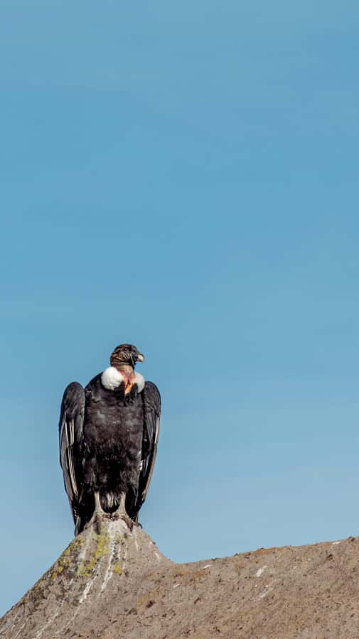 Cusco: Chonta Canyon and Condor Flight Tour with Lunch - Key things that make this tour worth your day