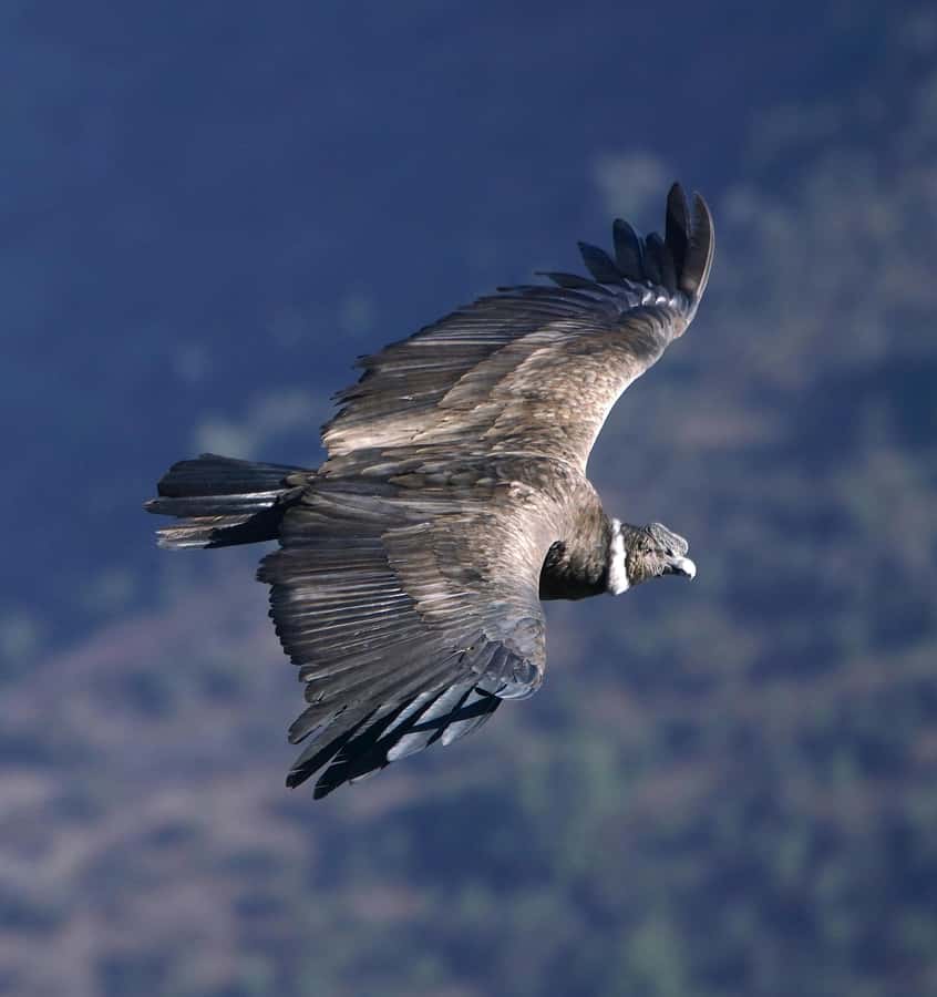 Cusco: Chonta Canyon and Condor Flight Tour with Lunch - Chonta Canyon Condors, Killarumiyoq Skies, and Tarawasi Ritual Views