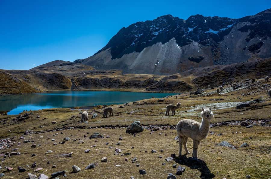 Cusco: Excursion to Ausangate 7 Lagunas + lunch - A Sunrise Start From Cusco That Actually Makes Sense