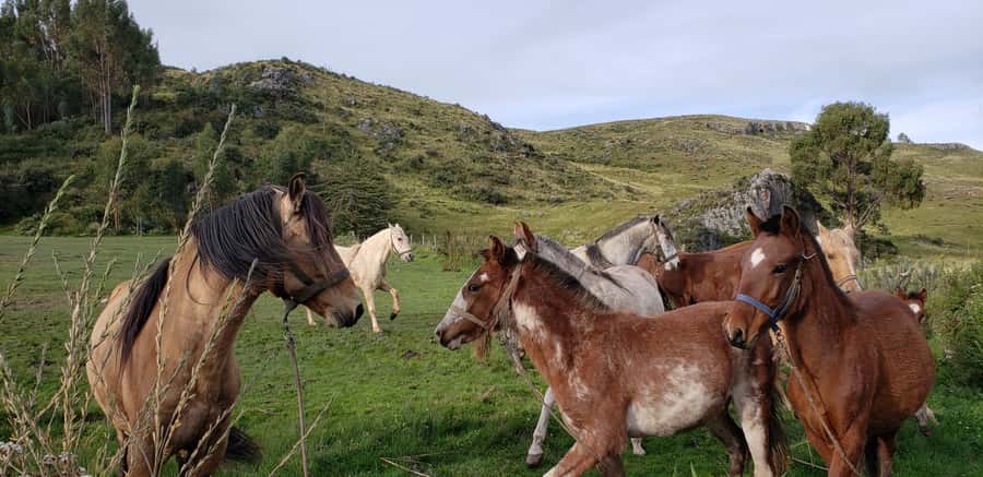 Cusco: Half-Day Horseback Riding at Devil's Balcony - Key things I’d circle before you book