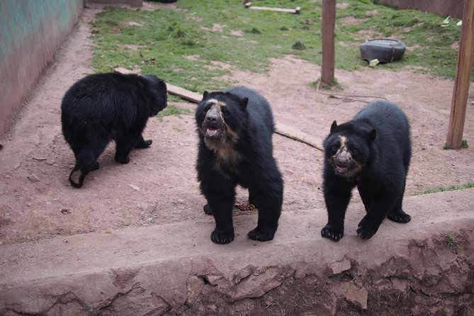 Cusco Santuario de Animales Rescatados en Cusco - Cochahuasi Animal Sanctuary: More Than a Quick Animal Stop