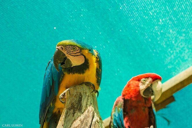 Cusco Santuario de Animales Rescatados en Cusco - Animal Interactions: Feeding, Petting, and Respectful Boundaries