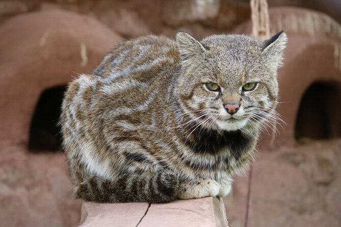 Cusco Santuario de Animales Rescatados en Cusco - The Alpaca Products Store: Where Your Money Goes