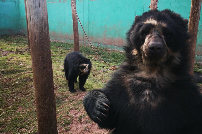Cusco Santuario de Animales Rescatados en Cusco - Cusco Timing and Pickup: Plan for a Calm 2 to 3 Hours