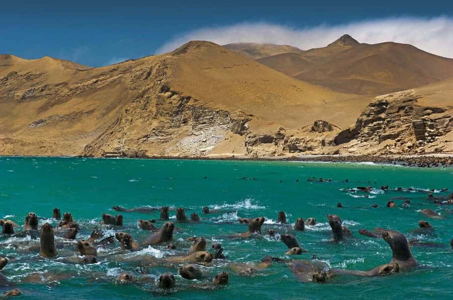 Discover Paracas, Ica and Nasca in a 2 days and 1 night trip - Ica and pisco stops, then Huacachina for the sand-adrenaline part