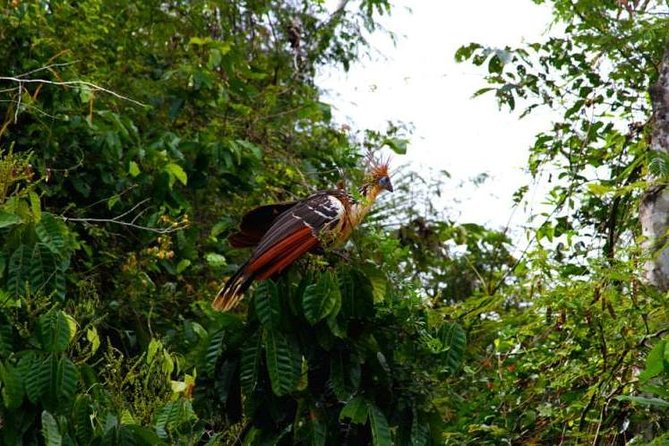 Eco Jungle 3 Days - 2 Nights - Key Highlights You Should Know Before You Go