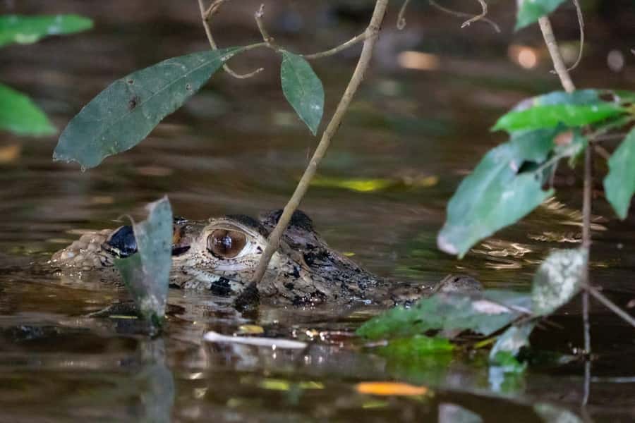 Excursion 2 days/1 nights in the jungle: Tambopata - Key highlights to look for in Tambopata
