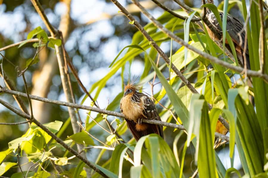 Excursion 2 days/1 nights in the jungle: Tambopata - Why Tambopata feels different once you’re in Puerto Maldonado