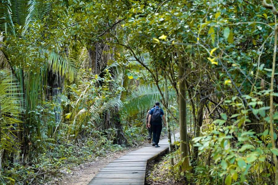 Excursion 2 days/1 nights in the jungle: Tambopata - Zip line and canopy walk: your best shortcut to understanding the forest