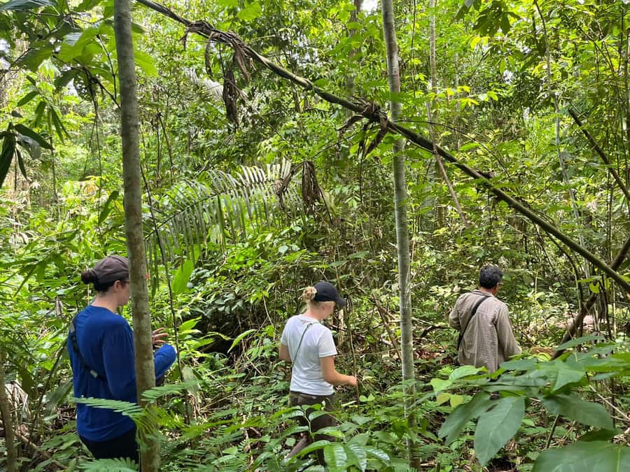Excursion 2 days/1 nights in the jungle: Tambopata - Lake Sandoval by rustic boat: quiet rowing for macaws, caimans, and river otters