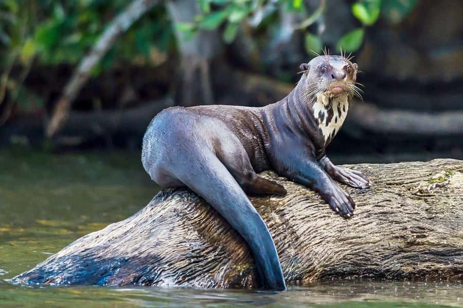 Excursion 3 days/2 nights in the jungle - Sunset River Ride And Engine-Off Caiman Safari