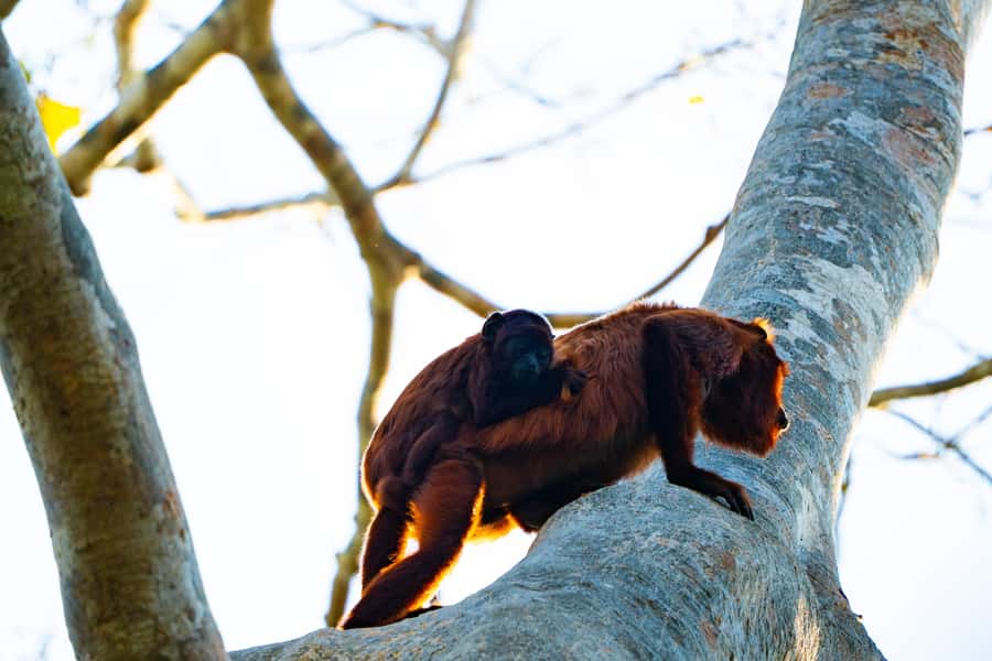 Excursion 3 days/2 nights in the jungle - Reserve Morning Walk To Lake Sandoval, Plus Night Finds