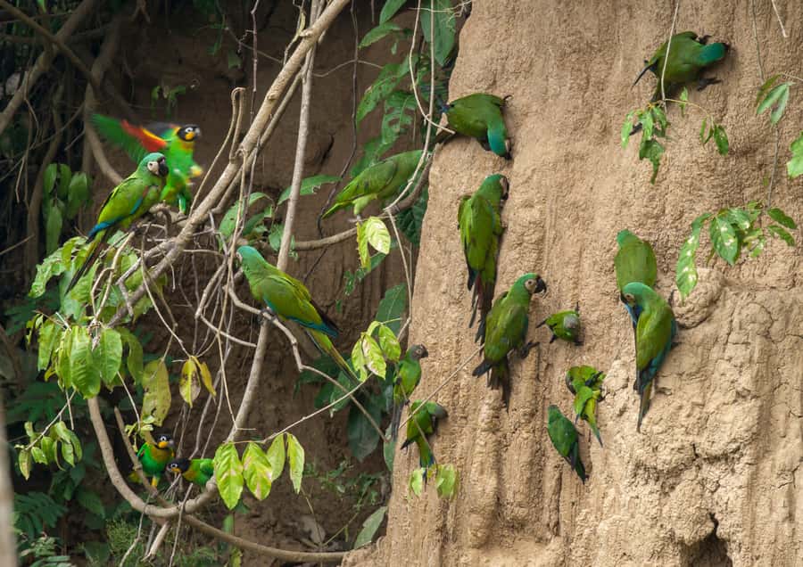 Excursion 3 days/2 nights in the jungle - Wildlife Expectations, Including The Things That Can Vary