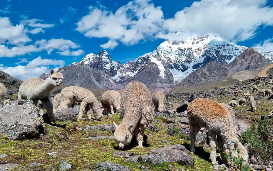 Excursion: Explore in one day the 7 lakes of Ausangate from Cusco - Altitude and safety: the real decision point