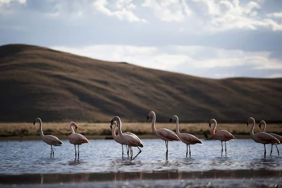 Excursion: Lagoon and National Reserve of Salinas and Aguada Blanca in Arequipa. - The early pickup and the road reality