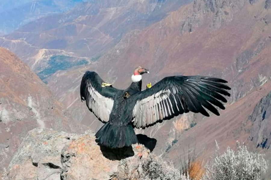 From Arequipa: 1 Day Tour to the Colca Canyon + Buffet lunch - Maca and the Colonial Church of Santa Ana
