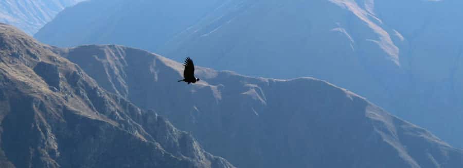 From Arequipa: 1 Day Tour to the Colca Canyon + Buffet lunch - Artisans and a pisco sour stop in Sancayo
