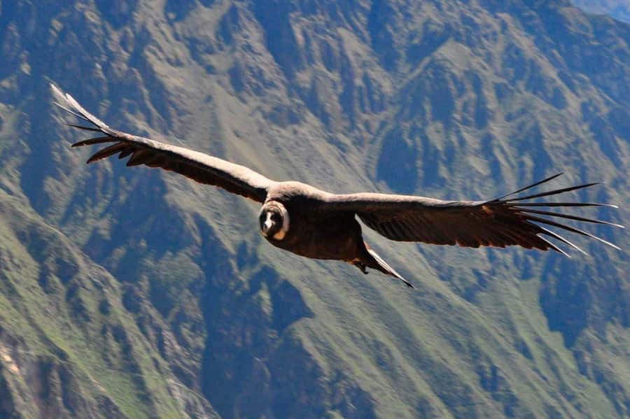 From Arequipa: Colca Canyon and Condor Watching Day Trip - The 3 AM pickup and the ride toward Chivay